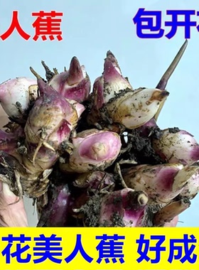 美人蕉花苗带芽多年生盆栽植物阳台室外庭院易活球根花卉种球种子