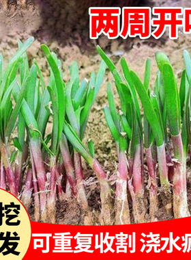 韭菜根苗现挖宽叶本土韭菜苗紫红根阳台盆栽四季种菜籽绿色蔬菜苗