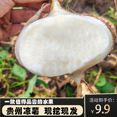 贵州凉薯新鲜现挖地萝卜农家白心地瓜脆甜多汁白薯当季水果
