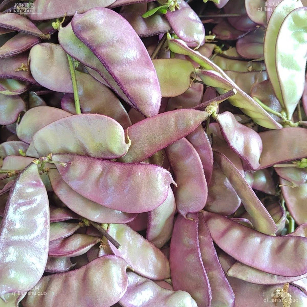 贵州紫扁豆架豆宽扁紫边眉豆扁豆新鲜现摘青扁豆猪耳朵农家豆角刀