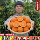 包邮 孕妇水果自家果园现摘现发新鲜柑橘 四川眉山沃柑橘子贡柑当季