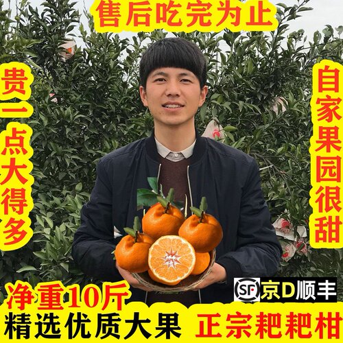 老店春见耙耙柑万人回购