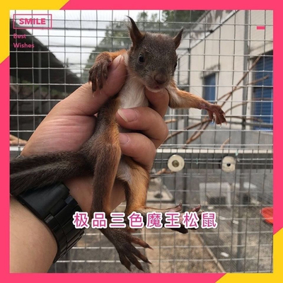 宠物鼠松幼崽活物儿童宠物幼崽幼崽温顺好养网红松魔王鼠活体包邮