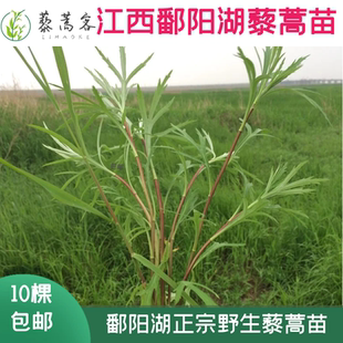鄱阳湖江西藜蒿苗野生芦蒿种苗泥蒿根茎柳蒿种子苗多年生蔬菜新苗