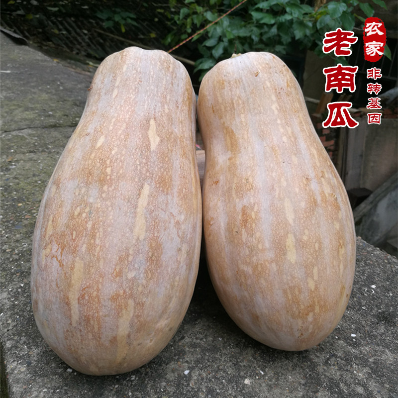 新鲜现摘海南农家老南瓜面甜宝宝孕妇辅食自然熟老品种黄南瓜5斤
