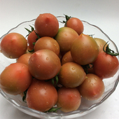 包邮 福建春桃圣女果新鲜樱桃小番茄西红柿非千禧应季 水果5斤顺丰