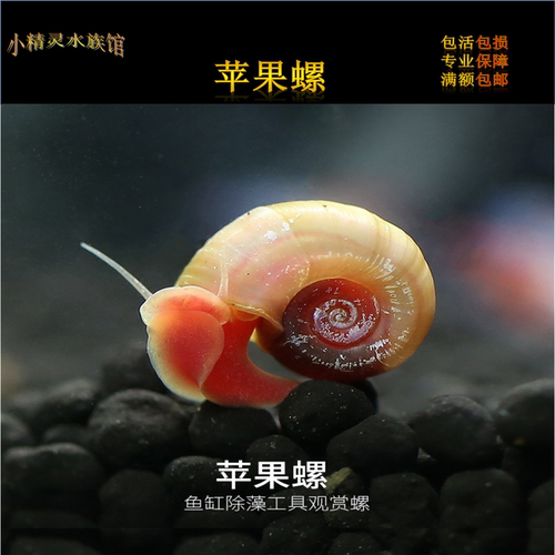 水族观赏螺质量怎么样 水族观赏螺口碑怎么样 小麦优选