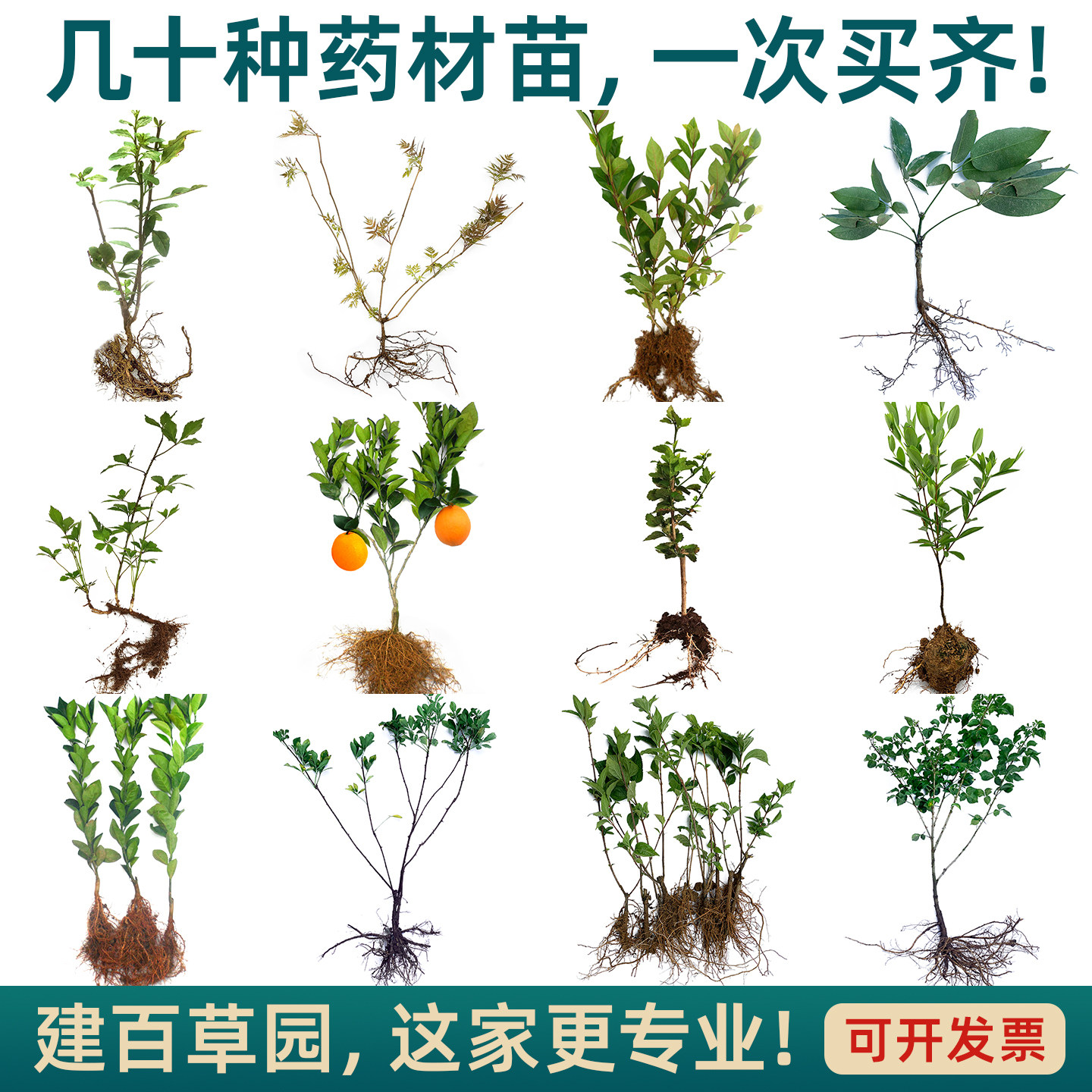 夏季校园科普中药苗桔梗藿香苗杭白菊枸杞苗蒲公英栀子草药苗种植
