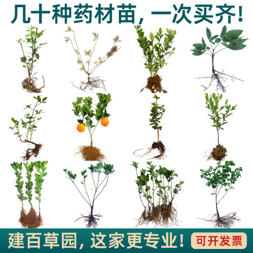 百草园科普种植药材苗，一次买齐