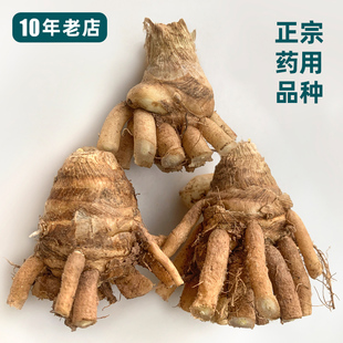 药用郁金苗姜黄温郁金花苗莪术黄丝绿丝阳台庭院花卉盆栽中药材苗