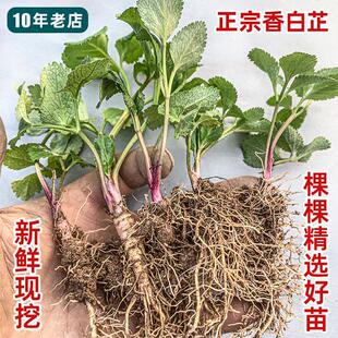 现挖白芷苗香白芷炖鸡煲汤香料泡酒做面膜中药材四季香草花卉盆栽