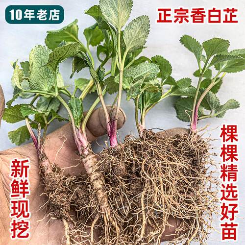 正宗香白芷名贵药材著名香料