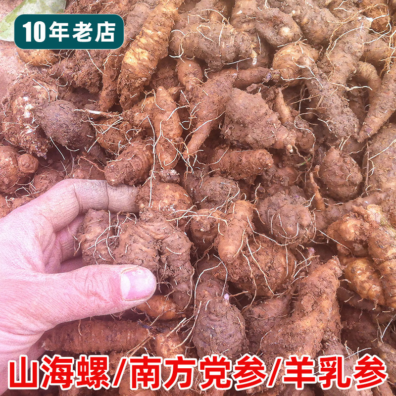 南北党参，苗和种子都有！图片