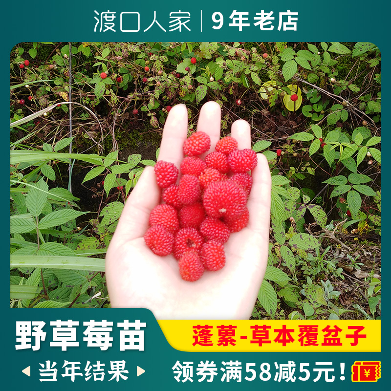 当年结果草本覆盆子树苗野草莓地莓苗南方北方盆栽地栽果苗蓬蔂苗