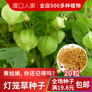野灯笼果种子童年野果黄姑娘果新鲜灯笼草鬼灯笼苦职子中草药种子
