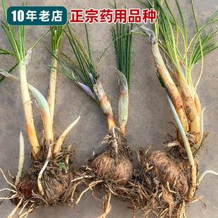 正宗药用藏红花种球番红花苗西红花球根耐寒耐冻庭院盆栽中药材苗