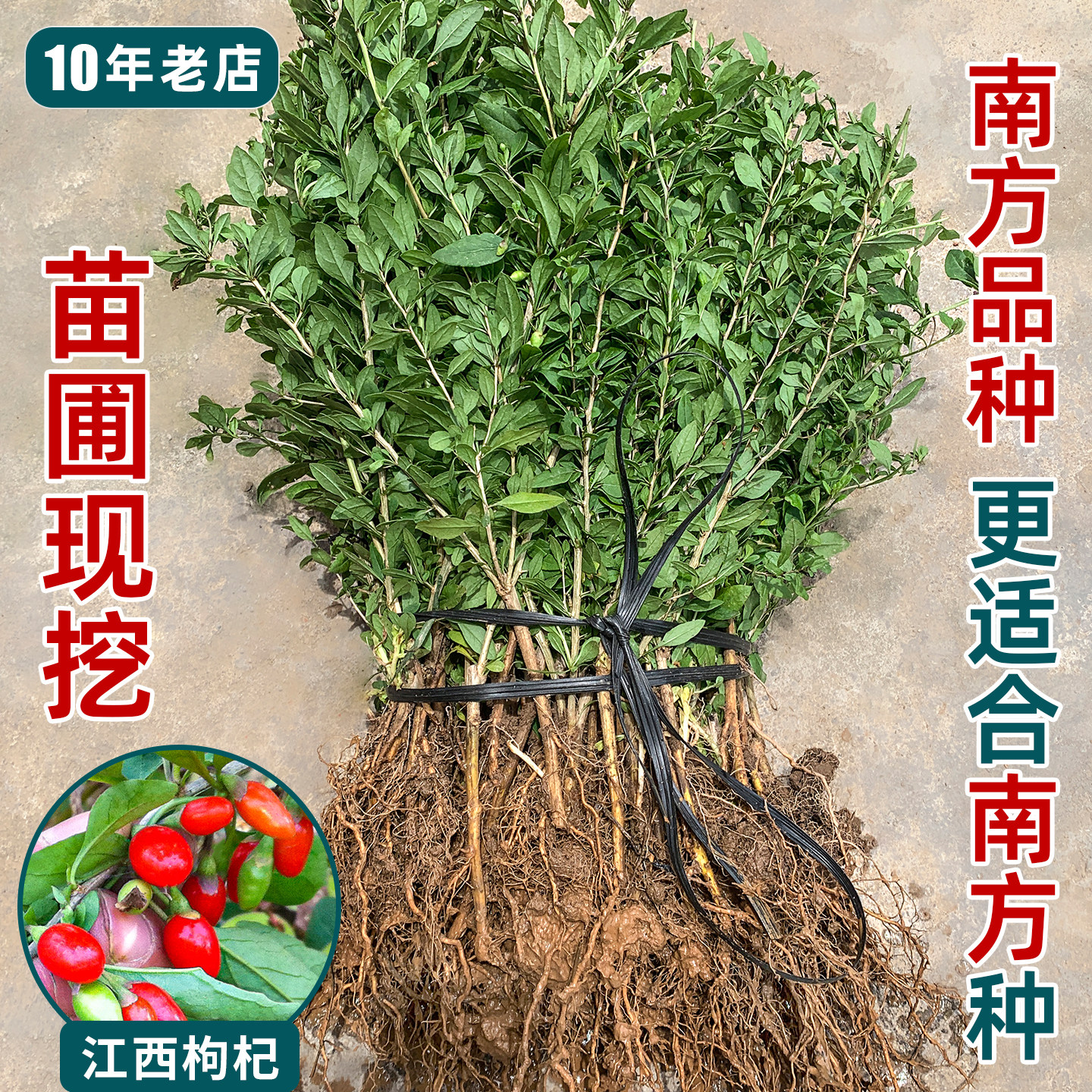江西药食两用枸杞苗更适合南方种图片