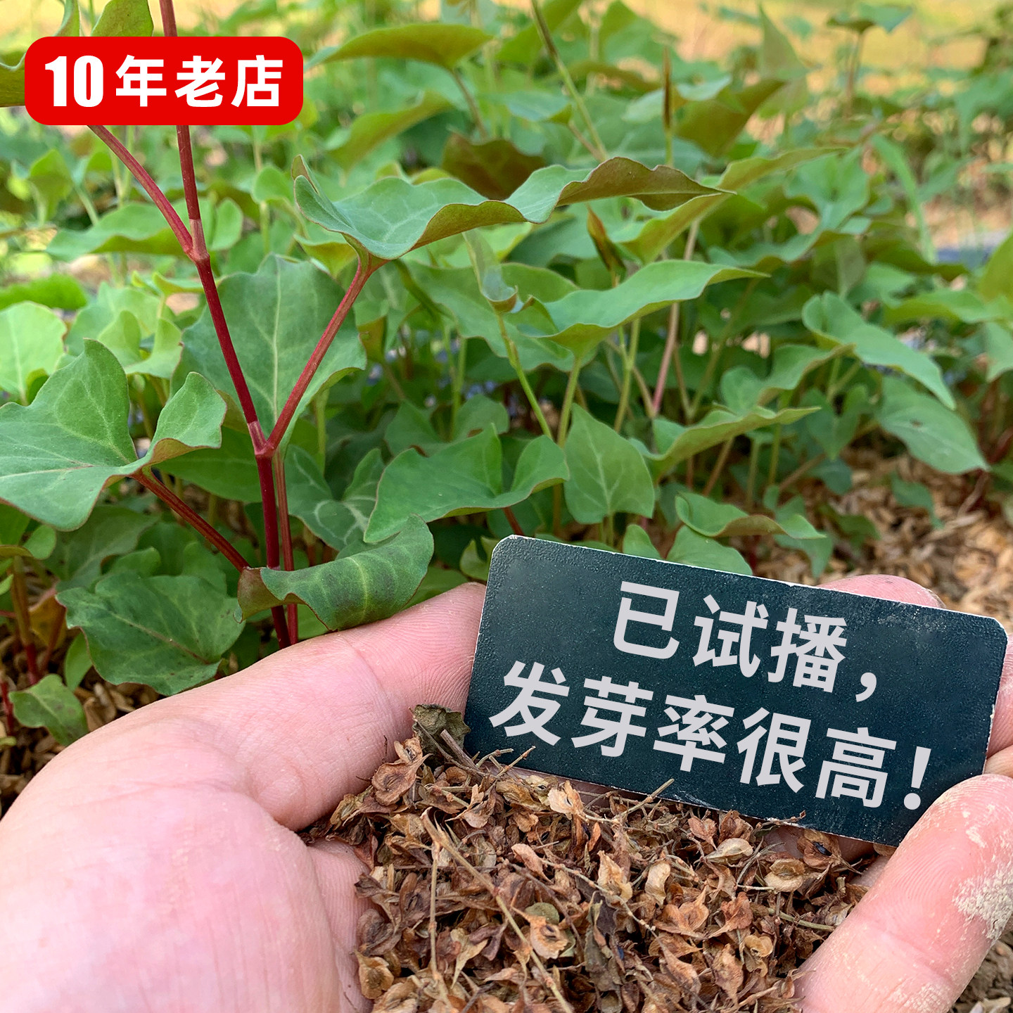 新采何首乌种子包发芽名贵中药材种子苗根块白夜交藤籽赤首乌种子