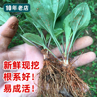 新鲜车前草种子 车前子苗新鲜中草药材苗陆龟粮 车前草苗10棵 包邮