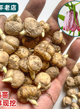 清热润肺化痰止咳，可盆栽贝母苗