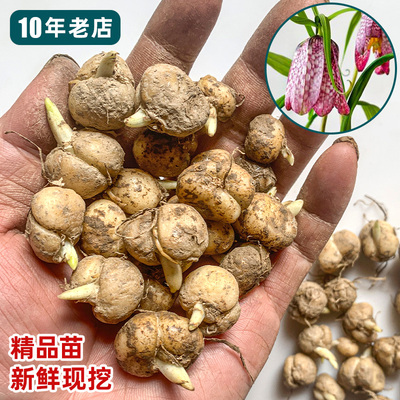 清热润肺化痰止咳，可盆栽贝母苗