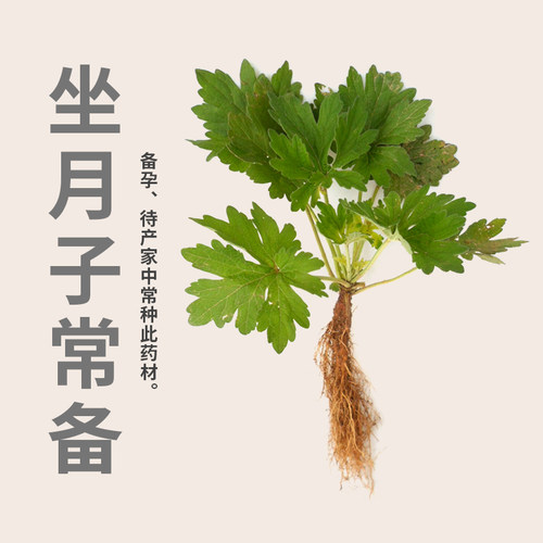 带根带叶益母草苗10棵夏至草茺蔚苗坐月子草药红花益母艾新鲜益母 - 封面