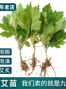 带叶发货九尖蕲艾苗5棵药用艾叶苗大叶艾草种子艾灸阳台植物草药