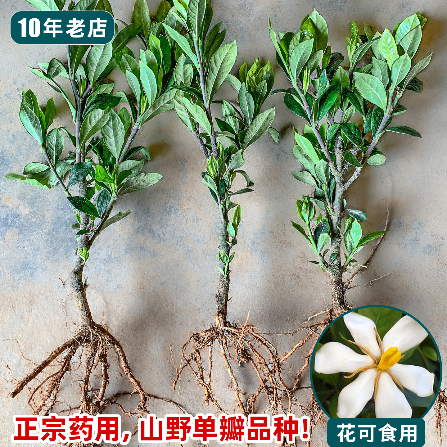 单瓣药用带果黄栀子苗食品色素调色香料开花很香植物山黄栀子花苗
