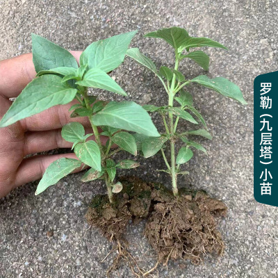 农家品种可食用九层塔甜罗勒苗