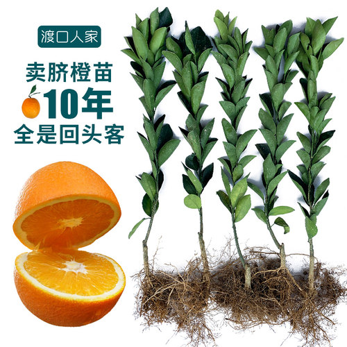 江西赣州老店，卖赣南脐橙苗13年