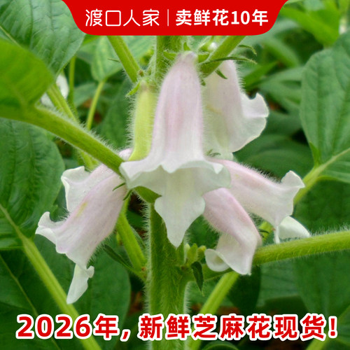 2026年鲜花现货！现摘现发！