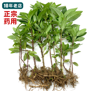 药用薄荷苗10棵江西品种清凉非盆栽可食用带土味浓入药不是留兰香