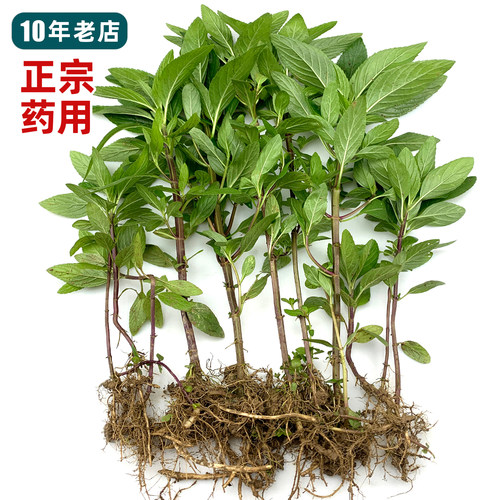 正宗的药用薄荷！气味非常浓烈！