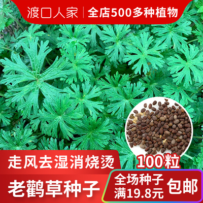 新采老鹳草种子不怕冷，发芽率高