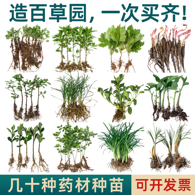 夏秋学校南方药材苗何首乌金银花紫苏薄荷苗芍药艾草开花草本植物