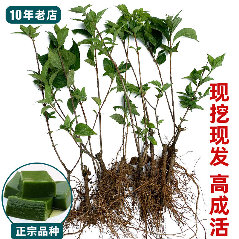 豆腐柴树苗根系发达大苗新鲜包活斑鸠叶子绿豆腐树苗观音柴腐婢