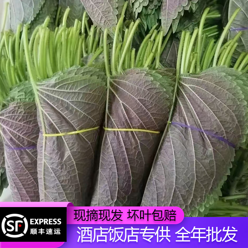 东北苏子叶新鲜紫苏叶韩式烤肉