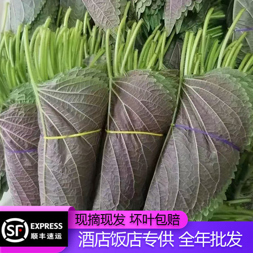东北苏子叶新鲜紫苏叶韩式烤肉