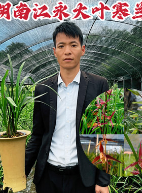 大叶寒兰兰花盆栽带花苞