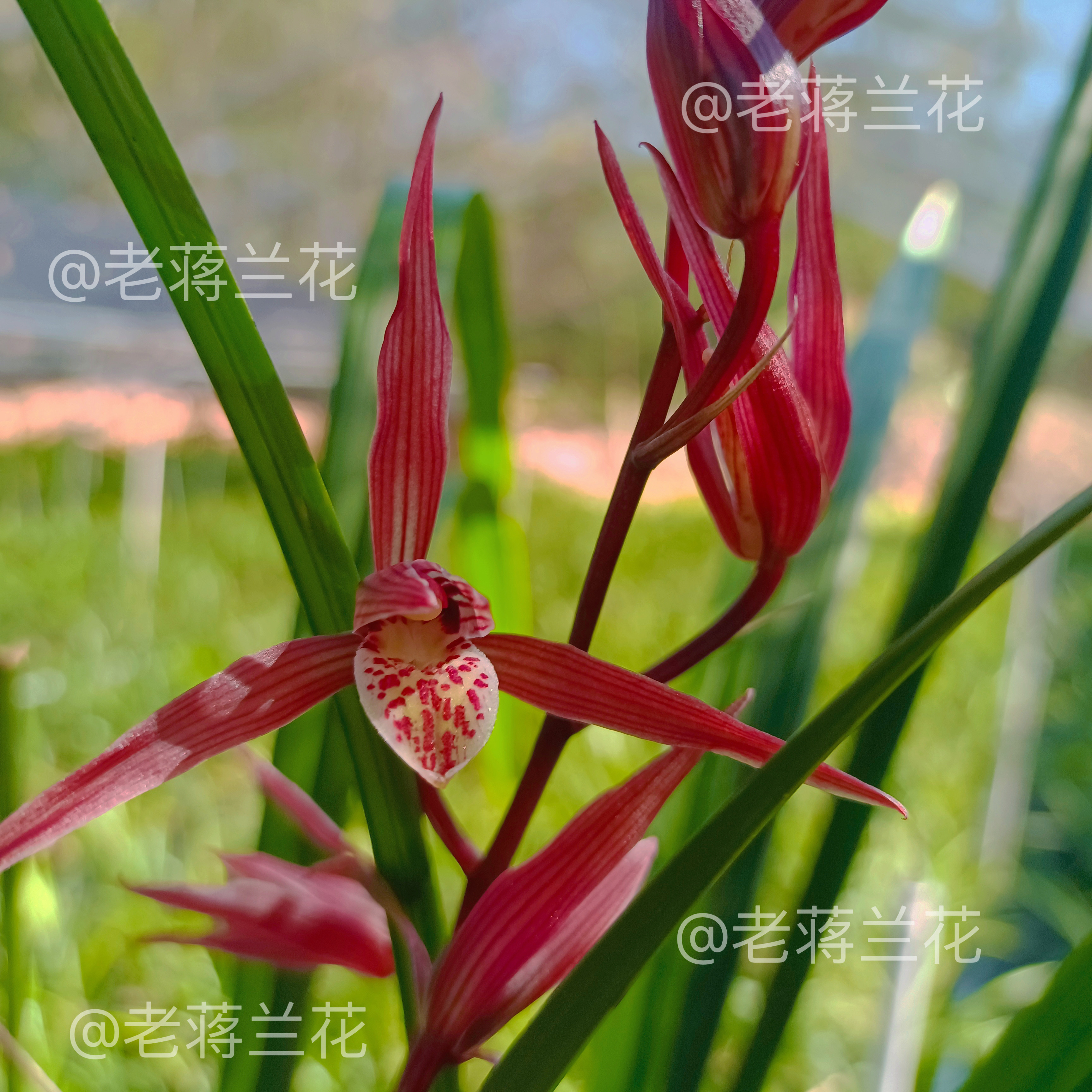 一物一拍湖南寒兰精品名贵甄选室内阳台绿植盆栽,鲜花速递/花卉仿真/绿植园艺,国兰/杂交兰/洋兰类,淘宝优惠券,粉丝福利购,淘宝优惠卷