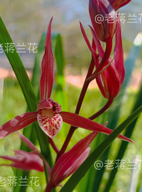 一物一拍湖南寒兰精品名贵甄选室内阳台绿植盆栽