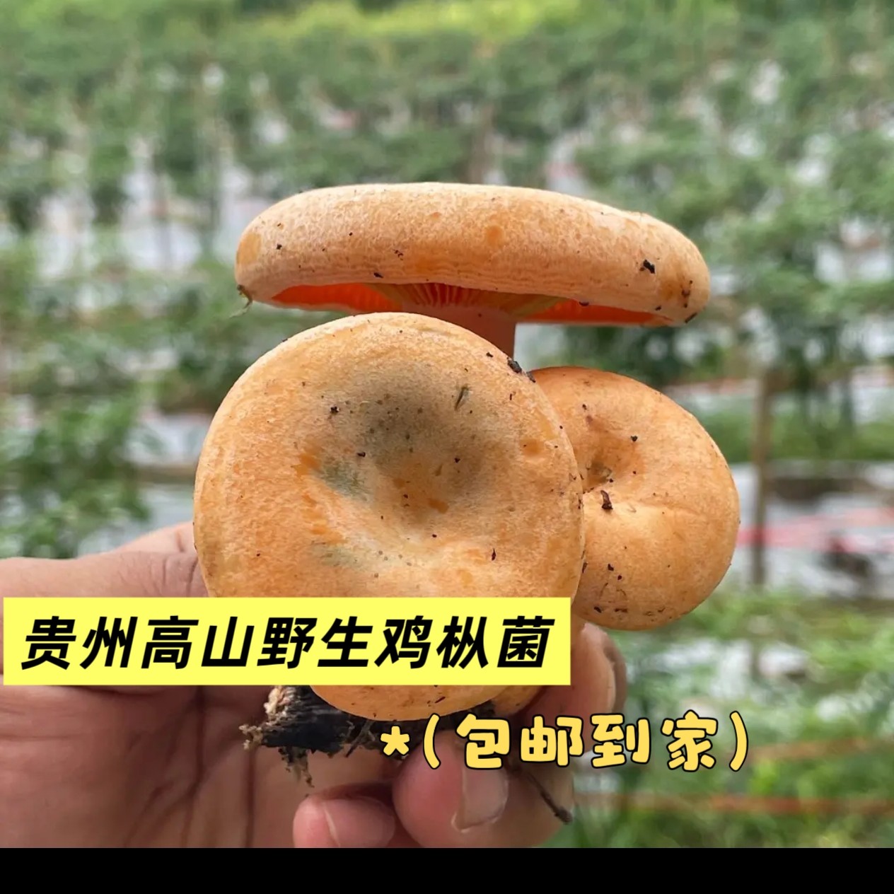 贵州野生菌新鲜采摘黄枞谷熟菌蘑菇菌类鲜货当季菌子食用菌菇