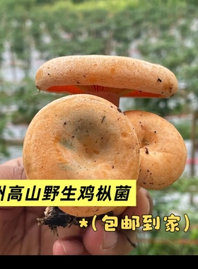 贵州野生菌新鲜采摘黄枞谷熟菌蘑菇菌类鲜货当季菌子食用菌菇