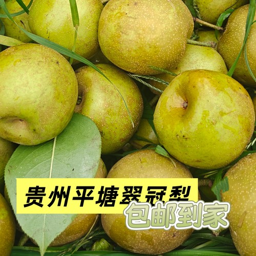 贵州翠冠梨脆甜多汁新鲜采摘当季现发3斤大果包邮
