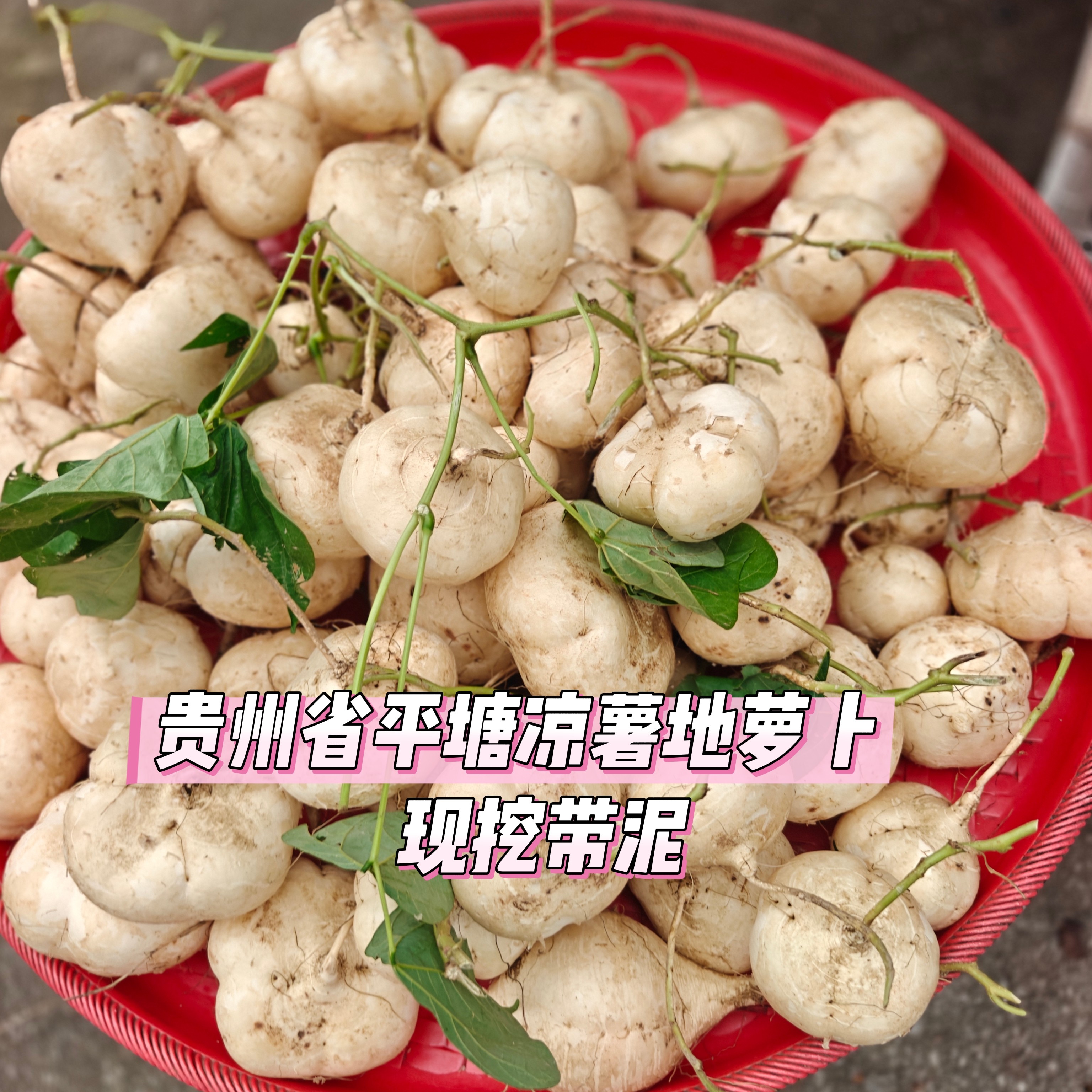 贵州农家新鲜凉薯白地瓜土瓜沙葛地萝卜白心现挖即食番薯