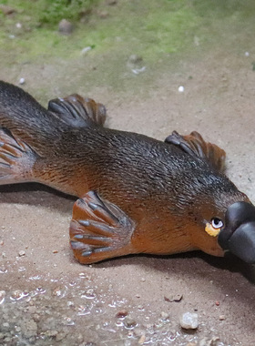 仿真认知实心模型活化石鸭嘴兽鸭獭哺乳动物玩具野生动物模型摆件