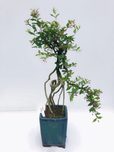 进口台湾李氏樱桃，又称小李樱桃，观果赏花，四季循环开花结果