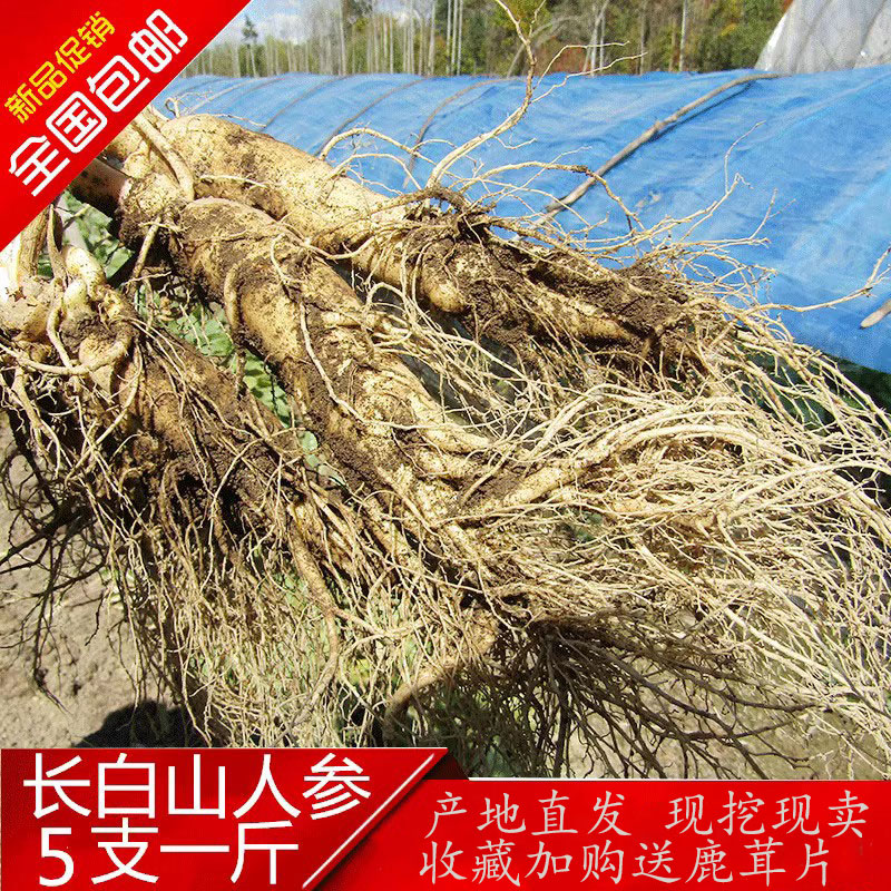 长白山鲜人参5支500g1斤现挖特大新鲜带土鲜人参整枝泡酒煲汤人参