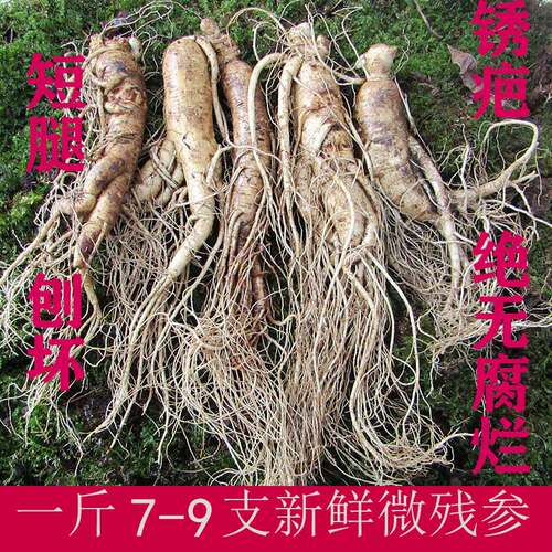 长白山新鲜人参7-9泡酒煲汤