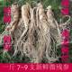 长白山新鲜人参7 9支1斤微残特大园参带土现挖非野山参泡酒煲汤参